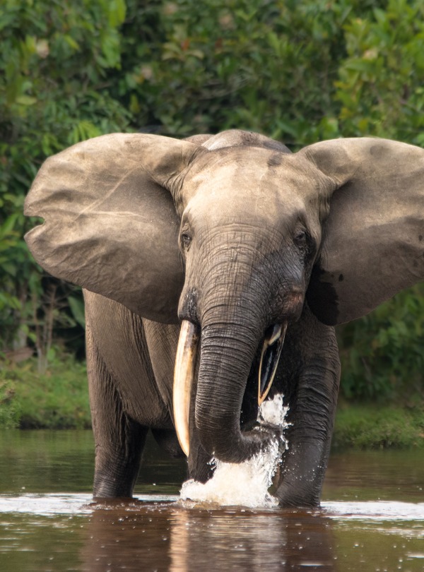 African Forest Elephant, by Michal Varga