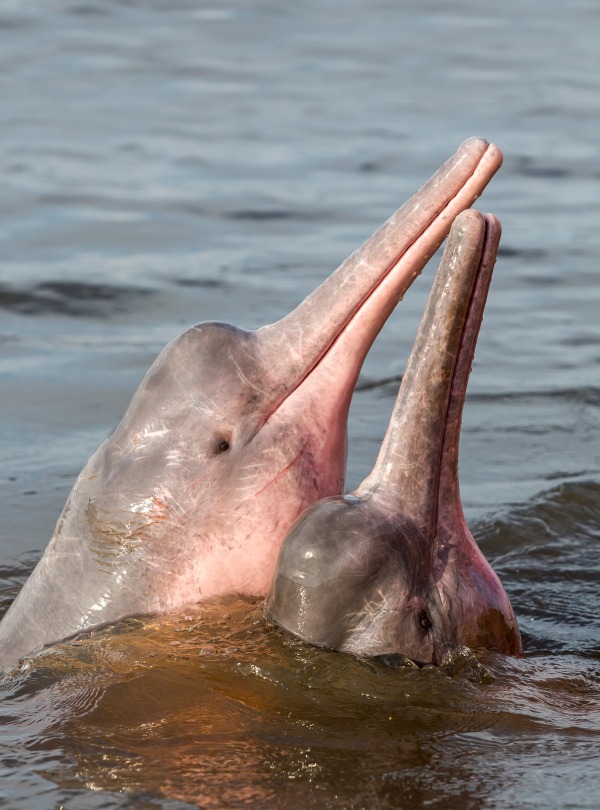 The Amazon River Dolphin, by Coulanges