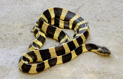 Banded Krait, by RealityImages