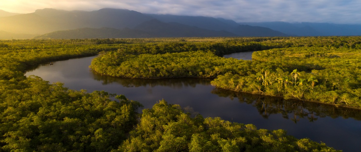 The Brazilian Amazon rainforest