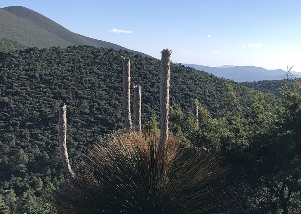 Landscape of the Monarch Corridor, courtesy of Pronatura Noreste