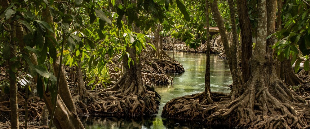 Mangroves protect our coasts, photo by Dararat Insuwan