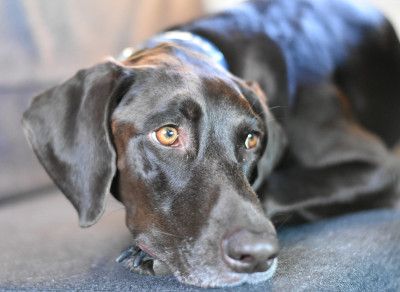 Reagan is also a german shorthair pointer. 