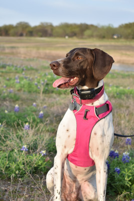 Dagny enjoying Texas Blue Bonnets