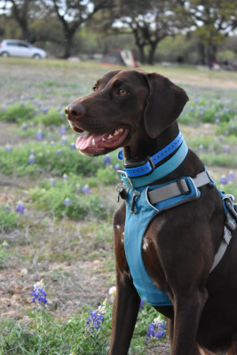 Reagan enjoying the Texas Blue Bonnets