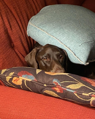 Reagan loves to snuggle. Pillows or blankets, doesn't make a difference.