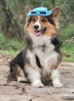 Bromeo - Corgi - 3 years