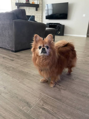 Rilee - Pomeranian/Pekingese - 12 years