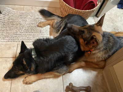Protecting mom while she brushes her teeth is exhausting!