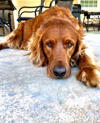 Ranger ❤️