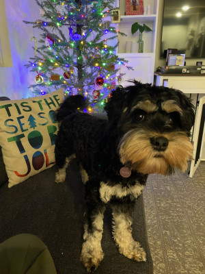 Rosie’s first Christmas 