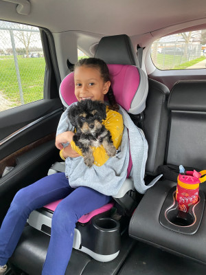 A furry little pal joined us at school pickup!