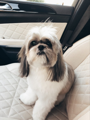 Our 13 year old Shih Tzu Chuy