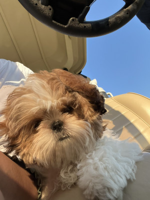 Golf cart rides