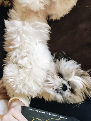 Chuy's fave spot in cuddling on the couch.