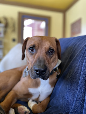 Roscoe