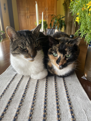 Ziggy and Daisy
