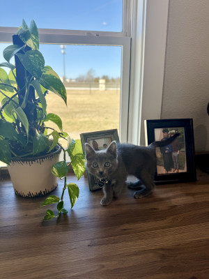 Merlin watching Wyatt work in the home office