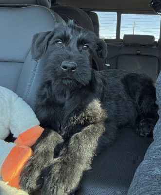 Our newest addition, Freya