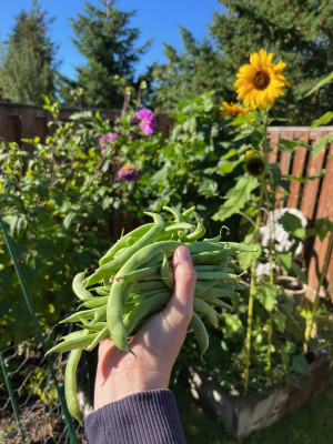 We grow berries, flowers, and veggies in our garden