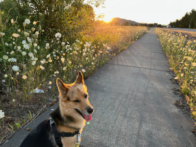 Walks with Kadie