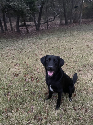 We adore and love our pups!
