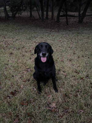 We adore and love our pups!